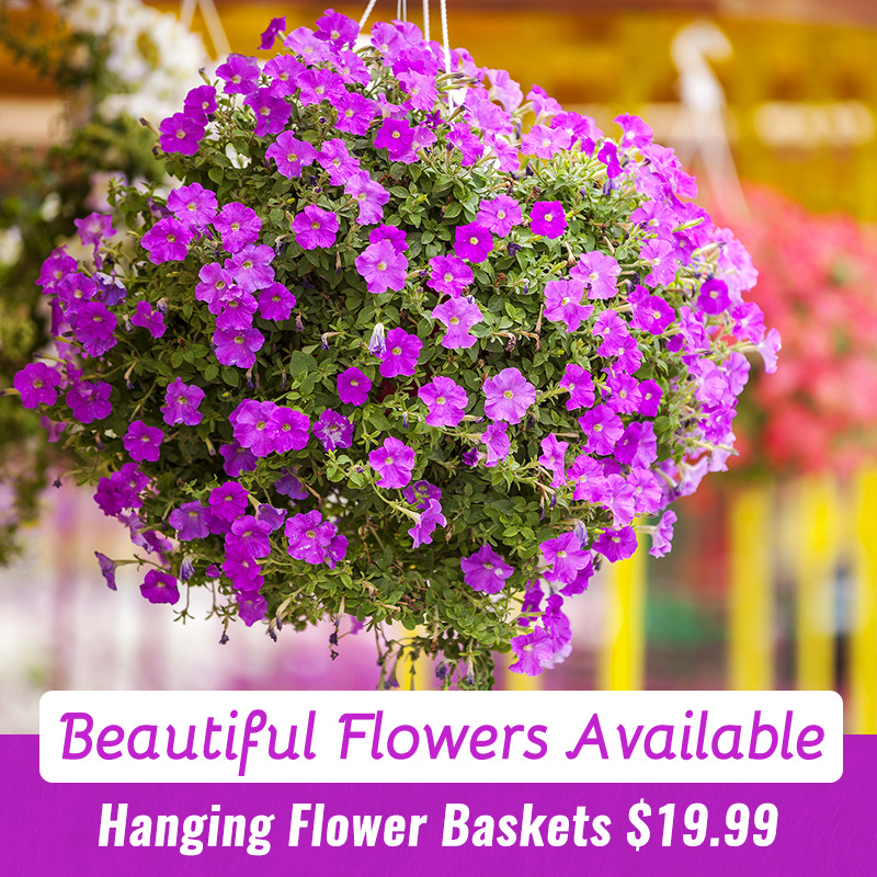 10 inch hanging flower baskets are here for $19.99ea! #flowers #spring #springflowers #GeorgesMarket