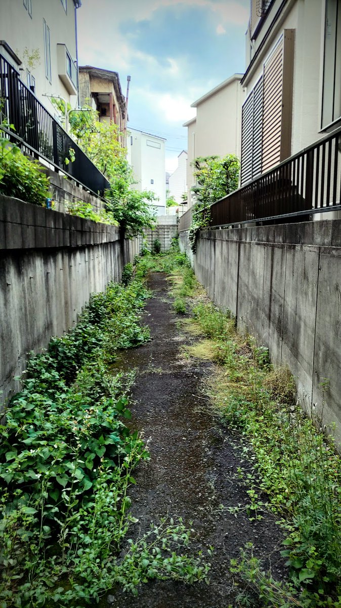 今日は帰宅途中に練馬駅北の谷戸暗渠に行ってきました！