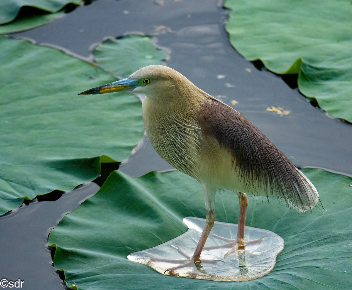 #indianpondheron all set to go out, hair grooming done, pedicure done. @IndiAves @ragnyabhawani #BBCWildlifePOTD #BirdsSeenIn2024 @WildlifeMag @bbcwildlifemag