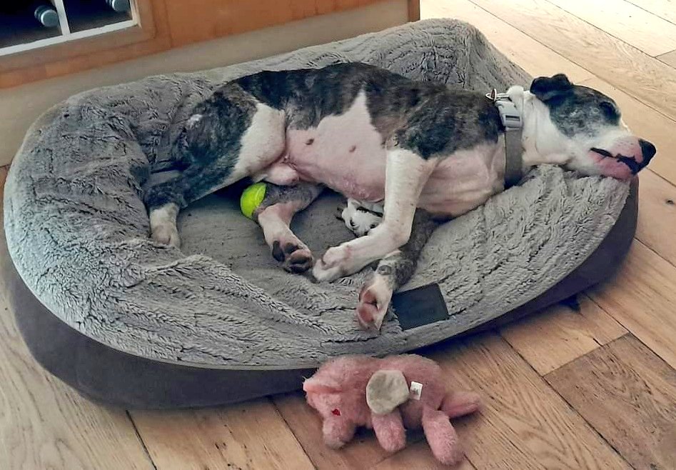 Good morning Staffy Lovers 😍
Bubbles here popping on  to let you know I'm currently settling in well to my Foster 🏡 home 😊🐾
Hope you enjoy the photos of me chilling out n enjoying some home comforts 😁
My fosty mum says I'm a legend, with all me problems, I always smile 😃