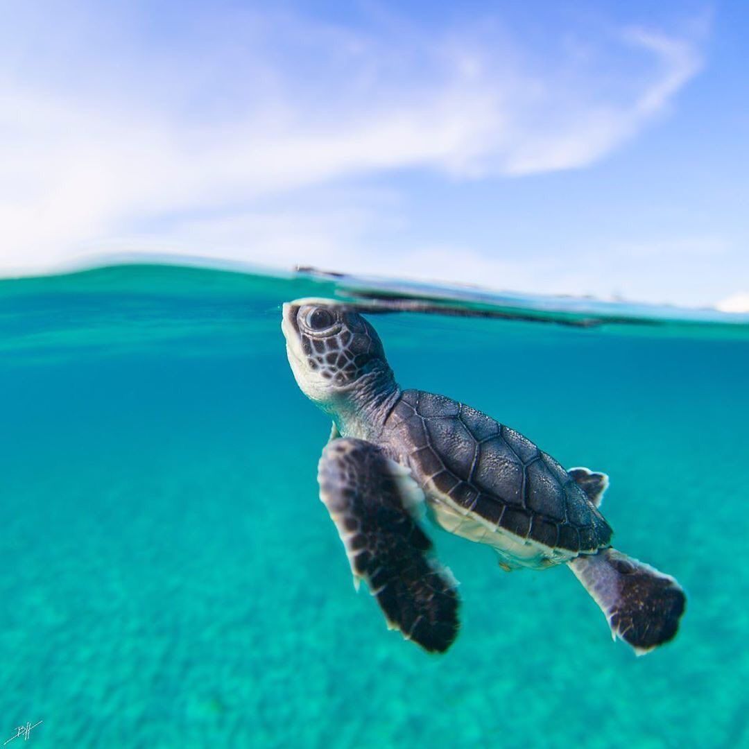 Oh to be a baby turtle outside and swimming In the sea
