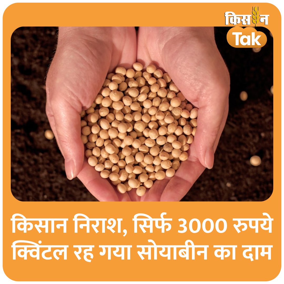 सोयाबीन की खेती करने वाले किसान निराश, सिर्फ 3000 रुपये क्विंटल रह गया दाम
#Soyabean #Price #Farmers #Kisantak #Aajtak 
kisantak.in/crops/story/so…