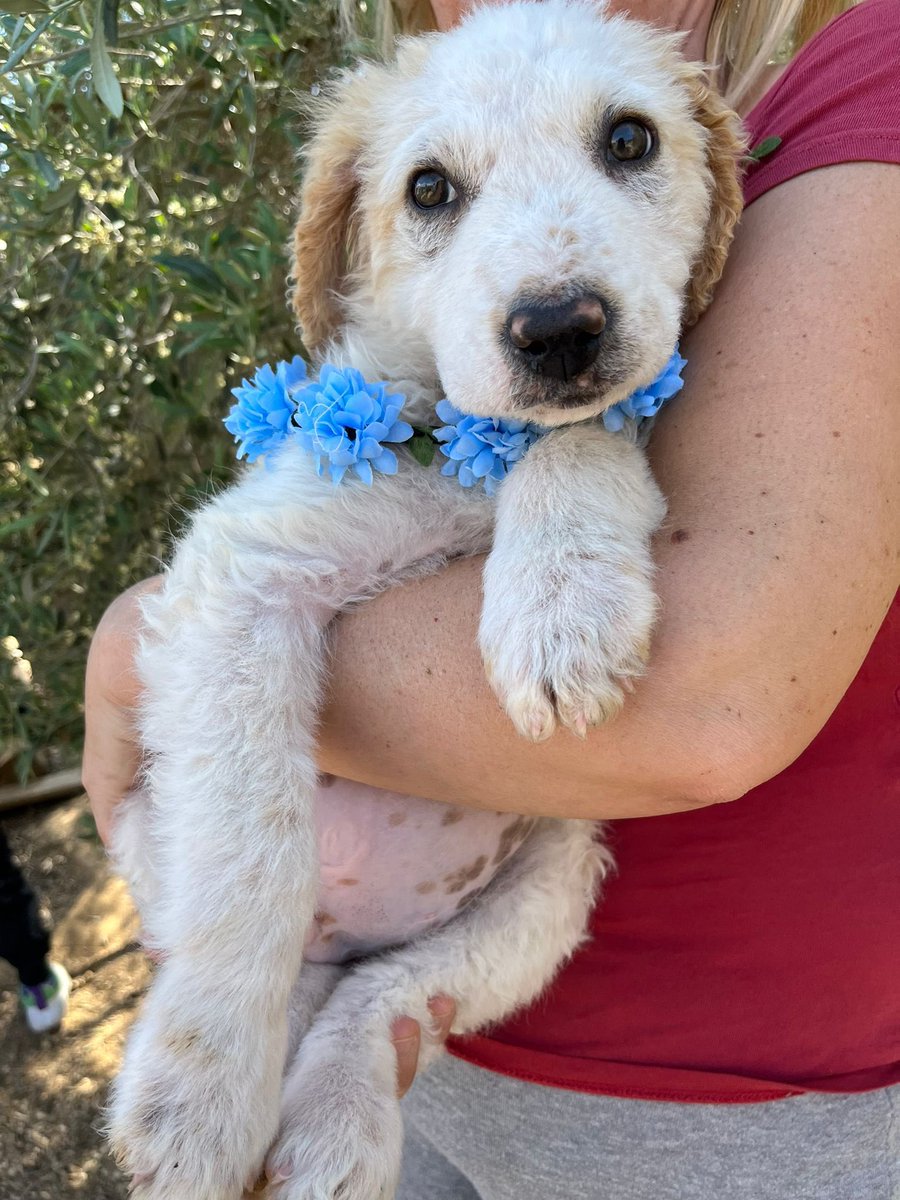 🐶 MICKY È UNO DEI “CUCCIOLI SPERDUTI” CHE CERCA CASA ⭕ Info: PER FAVORE NON CHIAMARE. ESCLUSIVAMENTE SE REALMENTE INTERESSATI via Whatsapp al +39 327 760 7352 🚼 Età: due mesi e mezzo 📏 Taglia: media (25/28 kg) Santa Margherita di Belice (AG)