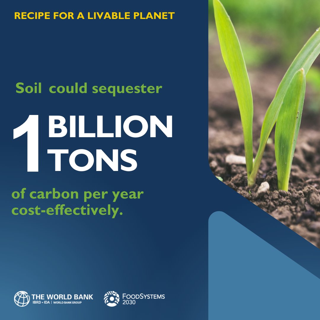 #DidYouKnow that soil can sequester 1 billion tons of carbon per year? Know more: wrld.bg/bXjO50RA2zV #LiveablePlanet 🌱