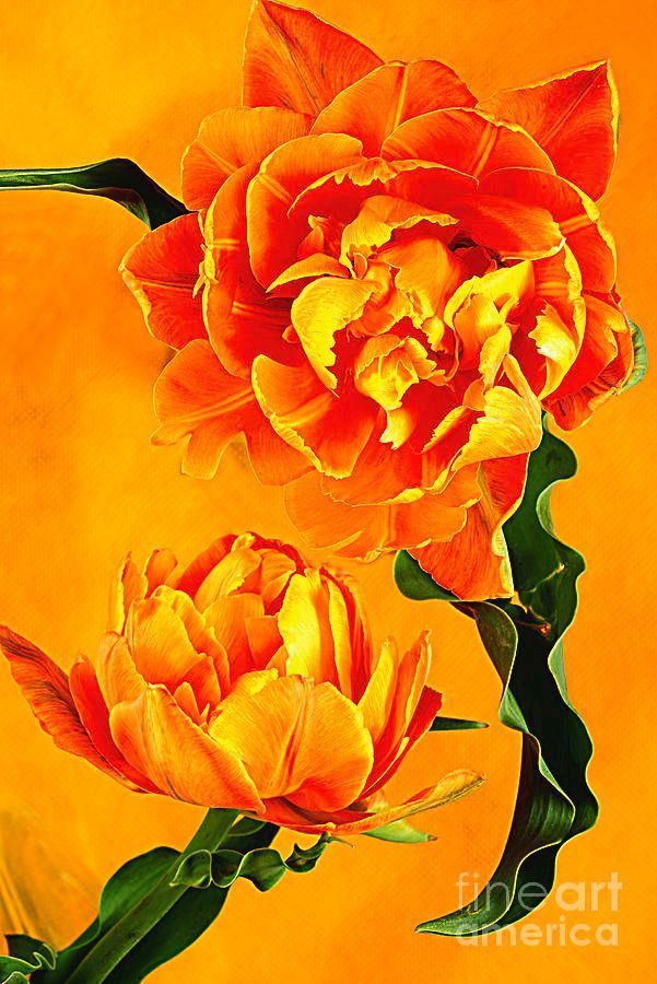 #Tulips. #AlexanderVinogradov
#prints -  buff.ly/4aop0Iz
#flowers #alexander_vinogradov_photography #love #beautiful #botanical #PositiveVibes #floral #floralart #PhotooftheDay #FlowersOfTwitter #ArtoftheDay #artforsale #interiordesign #homedecor #ArtLovers #PositiveVibes