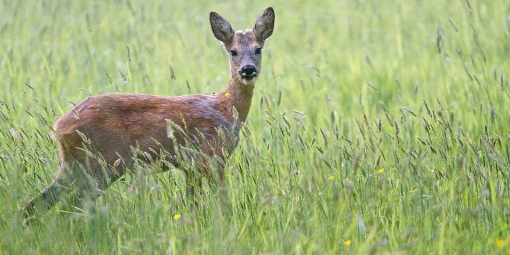 Check out the beautiful young Roe buck in Drenthe, Netherlands in this stunning image by Ed van der Veen. They're impossible not to love! #CommunitySpotlight #WildlifePhotography  #DrentheNetherlands #WildlifeInDrenthe #NaturePhotography #OutdoorAdventures #WildlifeWednesday