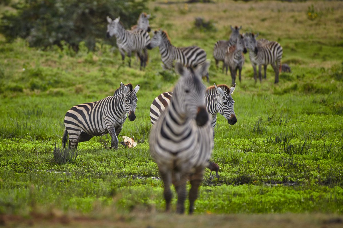 There is something special – Can you Spot ?.. | Plain Zebra family | Ngorongoro | Tanzania
#discoveringtanzania #zebra #jawswildlife #gamedrive #zebras #hakunamatata #animalplanet #plainzebra #animals #loveafrica #MammalWatching #bownaankamal #ngorongorocrater #animalsoftheworld