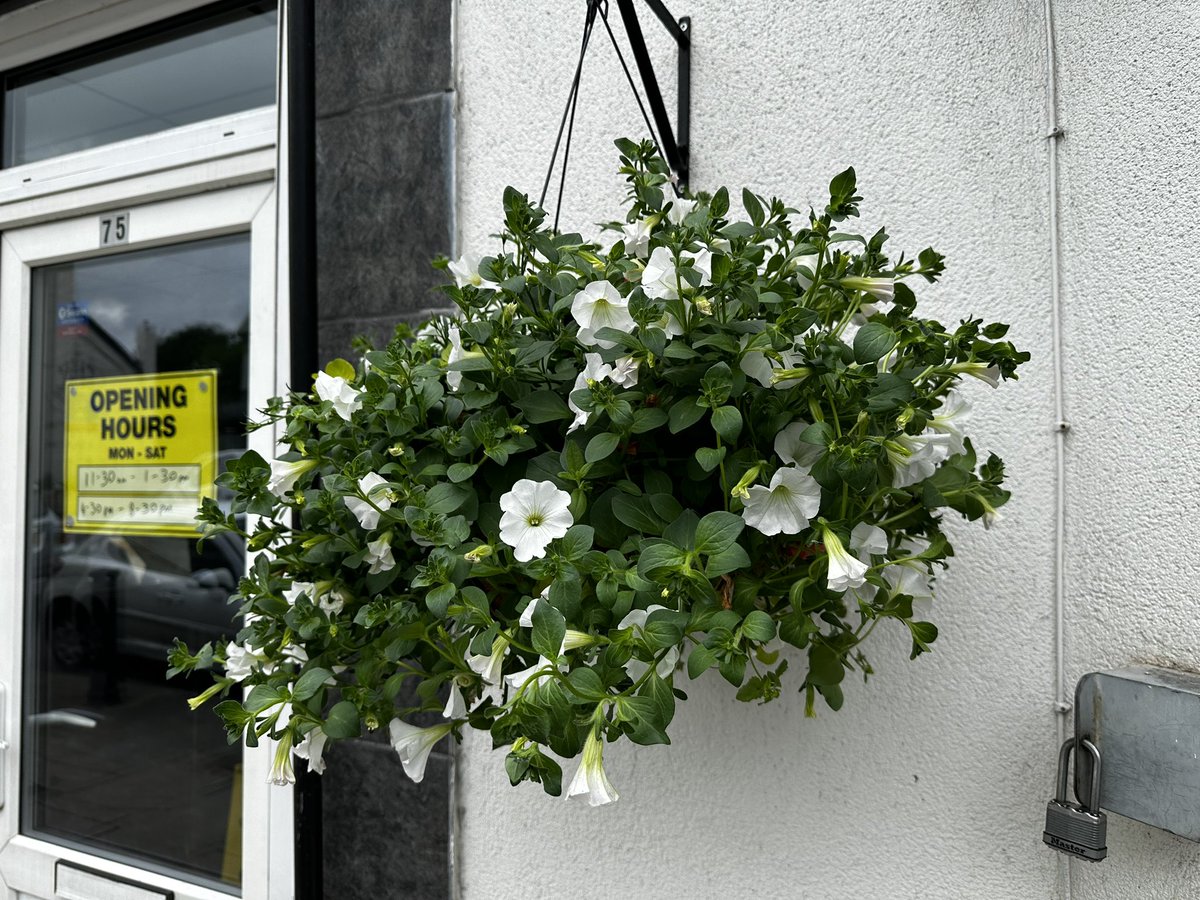Gorgeous spring hanging baskets - High street will look amazing!