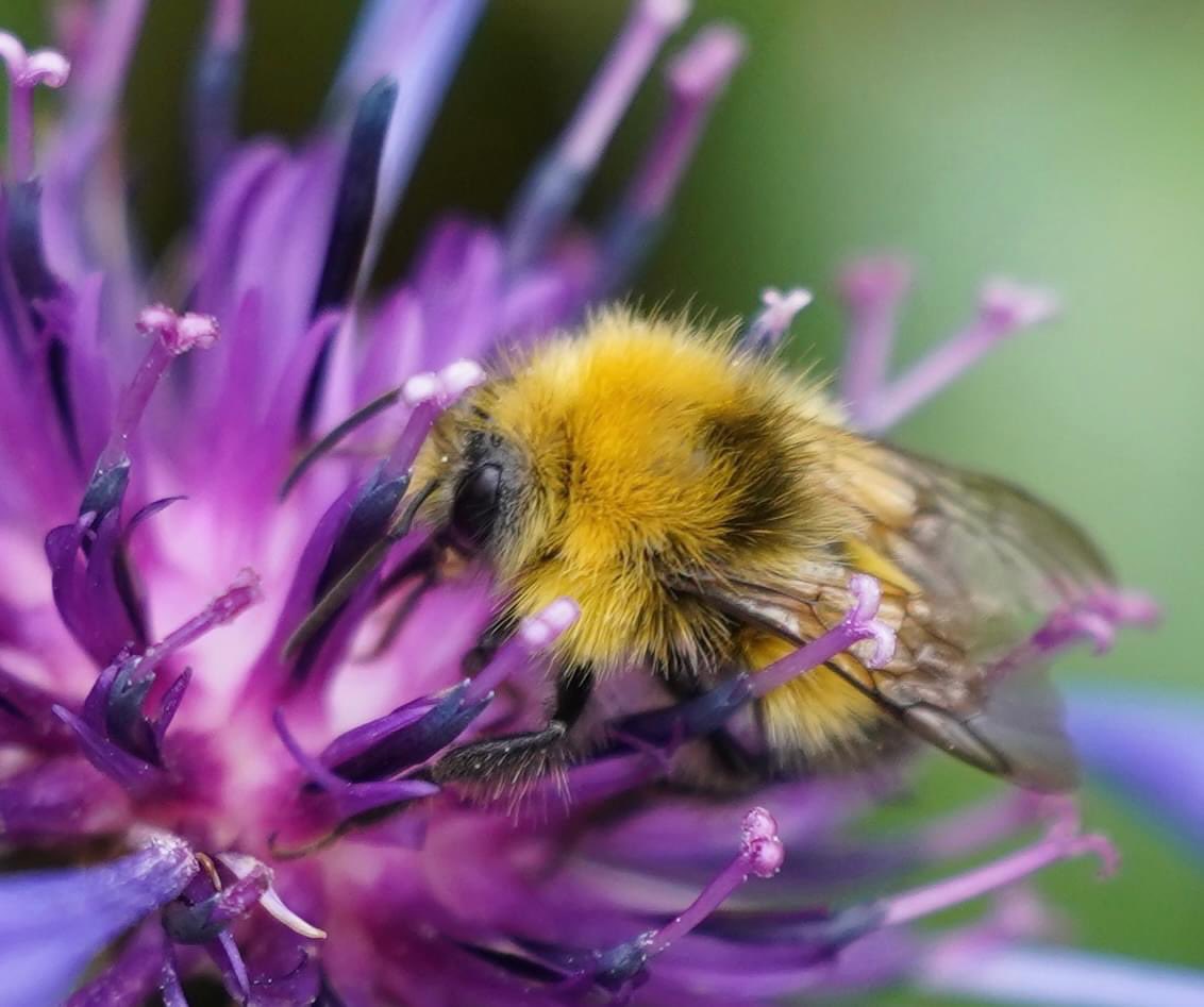 Pollination powers  the planet . 🐝🐝Good morning everyone. Happy Wednesday 😊 #nature #NaturePhotograhpy #pollinators #flowers #bees #bumblebee #wednesday #nikon #nikoncreators @UKNikon