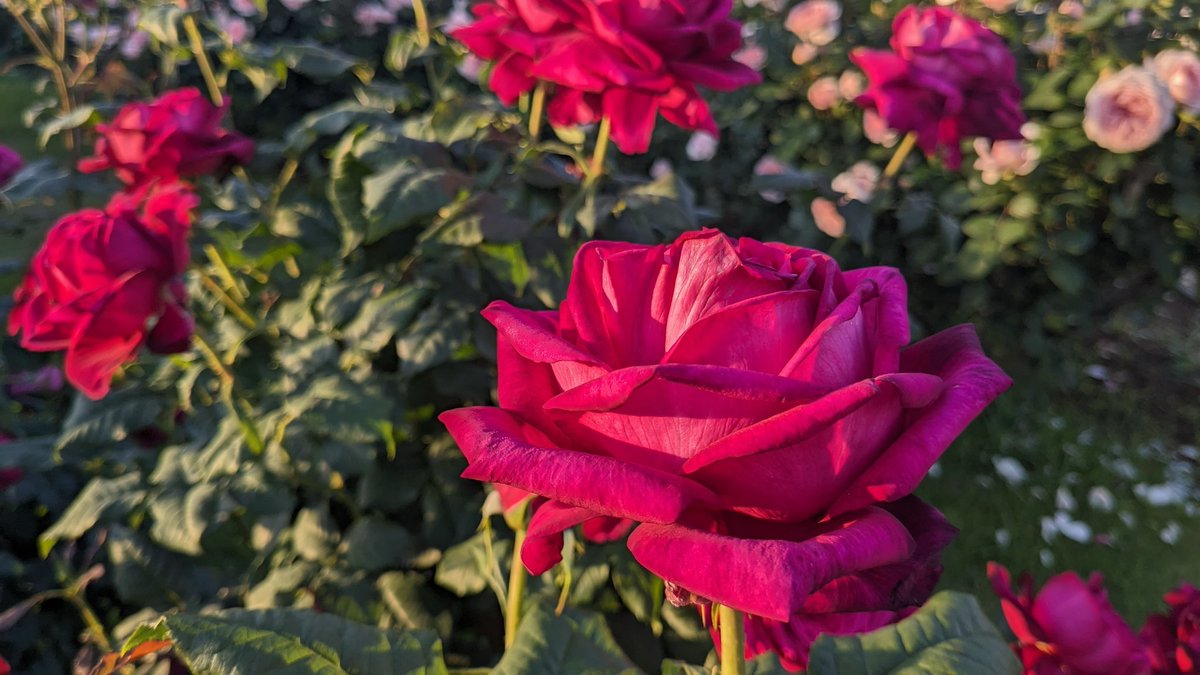 #京成バラ園

アリスのブルーミングカーニバル
＼Alice's Blooming Carnival ／
　　　  2024.4.20 - 6.16

🌹🌹春バラが見頃です🌹🌹

夕陽に染まるバラも、
なんとも風情があって魅力的です。

#千葉県 #八千代市 #京成バラ園芸
#バラ #薔薇 #ばら #rose #roses #バラ園 #rosegarden #garden