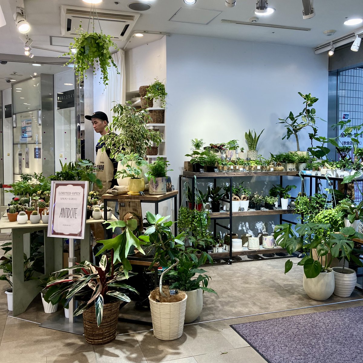 【期間限定】ANTIDOTE
「暮らしに癒し」がテーマのアンティドートのお店はまるで小さな庭のよう🌿多肉植物、観葉植物を中心に、インテリアグリーンなどをご提案。お客様のイメージに合った緑のある暮らしをコーディネートいたします。
📍1F イベントスペース📅～5/28(火)
🔗kichijoji.parco.jp/pnews/detail/?…
