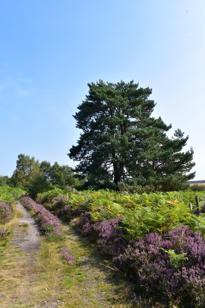 miner2major's tweet image. It's National Walking Month this May! 🚶♀️🚶♂️
Get inspired to put on your walking shoes with a brand new Rainworth Health walk - Jenny's story.
Browse our new Sherwood Voices brochure: bit.ly/3DkKdF
📷 Callis Hagg