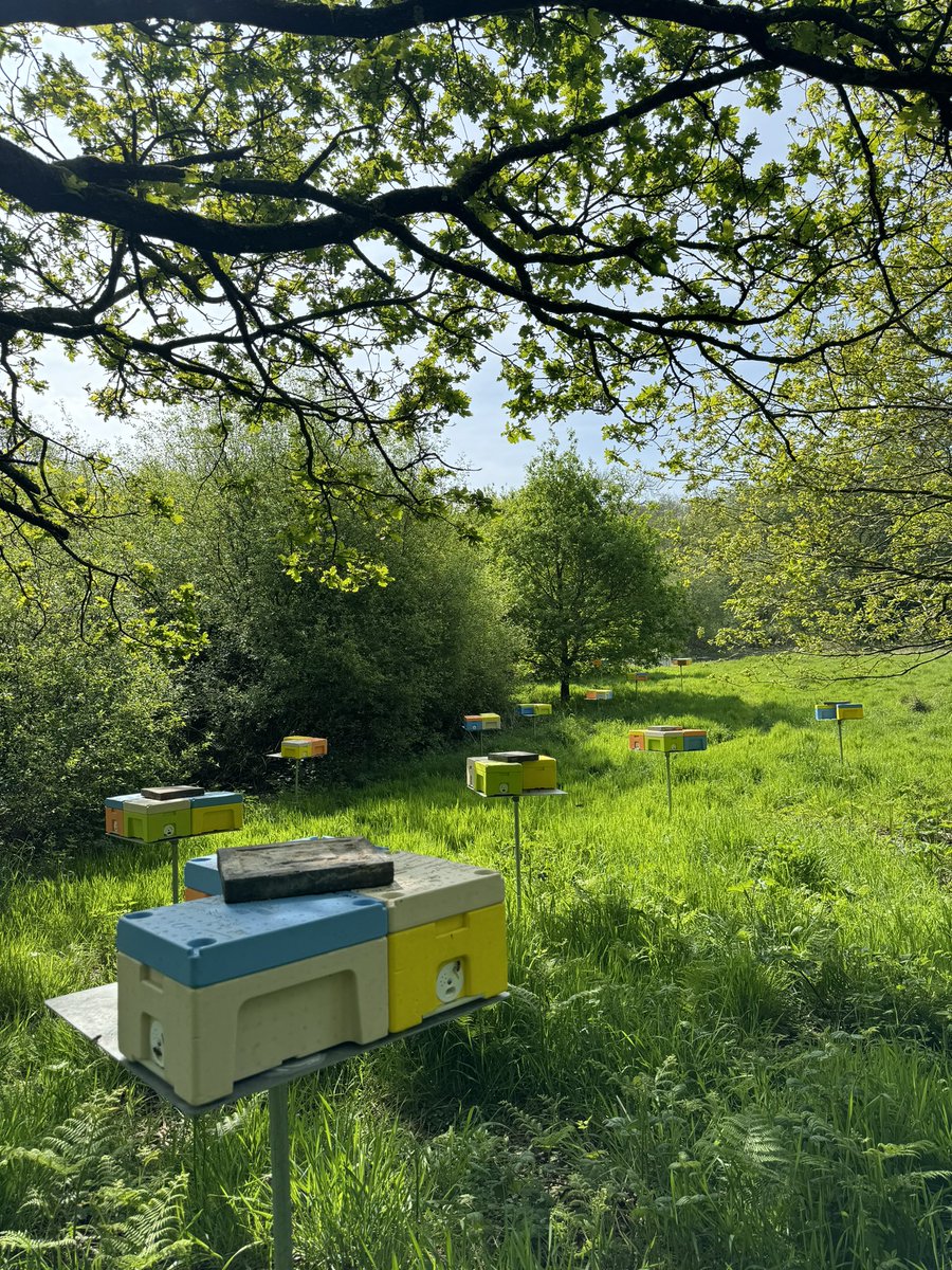 The queen mating apiary is filling up quickly. Order queens now at borderhoney.com/products/briti…

#buckfastqueens #britishqueens #queenbee #britishreared #ukbeekeepers #beefarmer #bfa #beefarmersoftheuk #queenbees #buckfastbees #queenapiary #buckfastqueen #ukqueens #britishbees