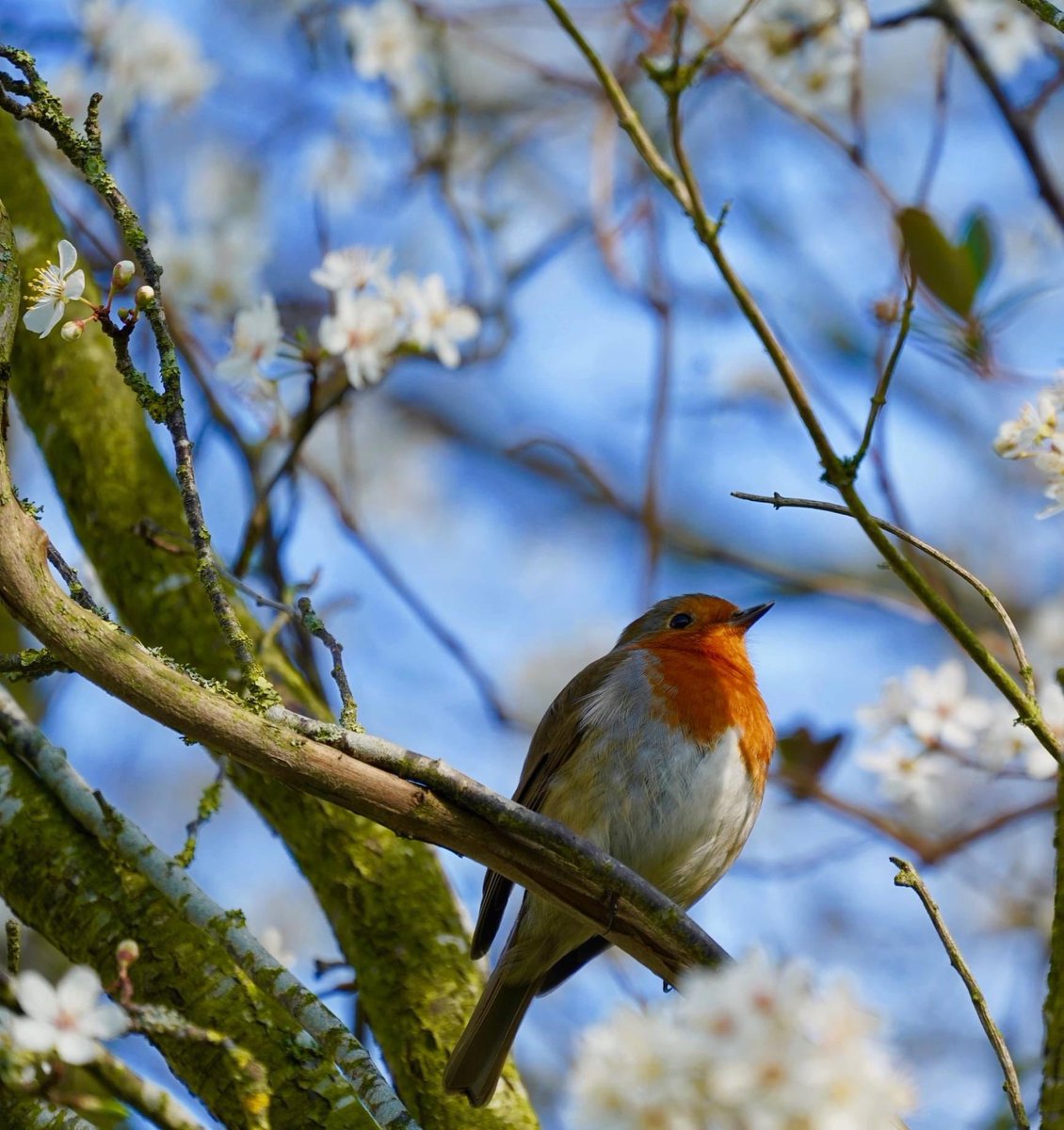 Good morning. Happy Wednesday everyone 🤍💙🤍💙🤍💙🤍💙🤍#nature #NatureMagic #flowers #tree #birds #BirdTwitter #wildlife #spring #nature #NaturePhotograhpy @UKNikon