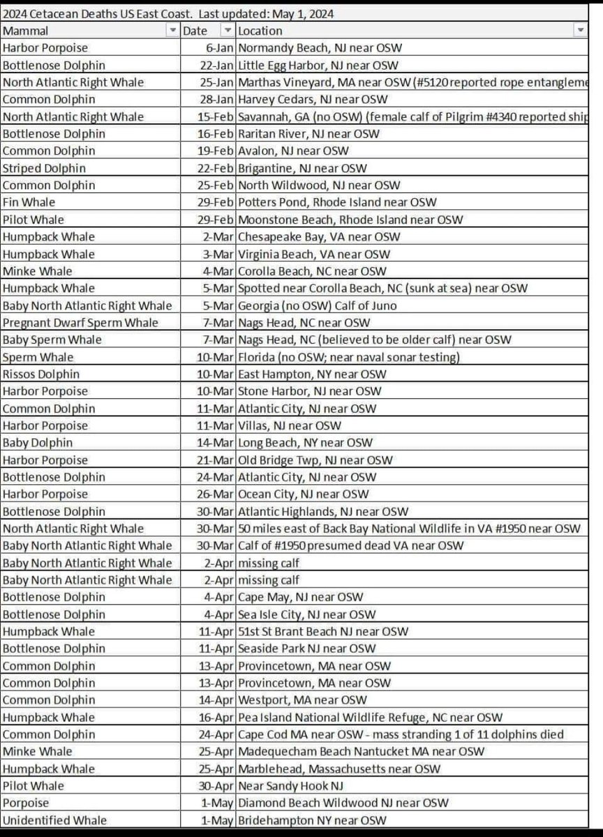 Ook Amerikaanse oostkust kerkhof voor zeezoogdieren. De strandingcijfers tot 1 mei 2024.