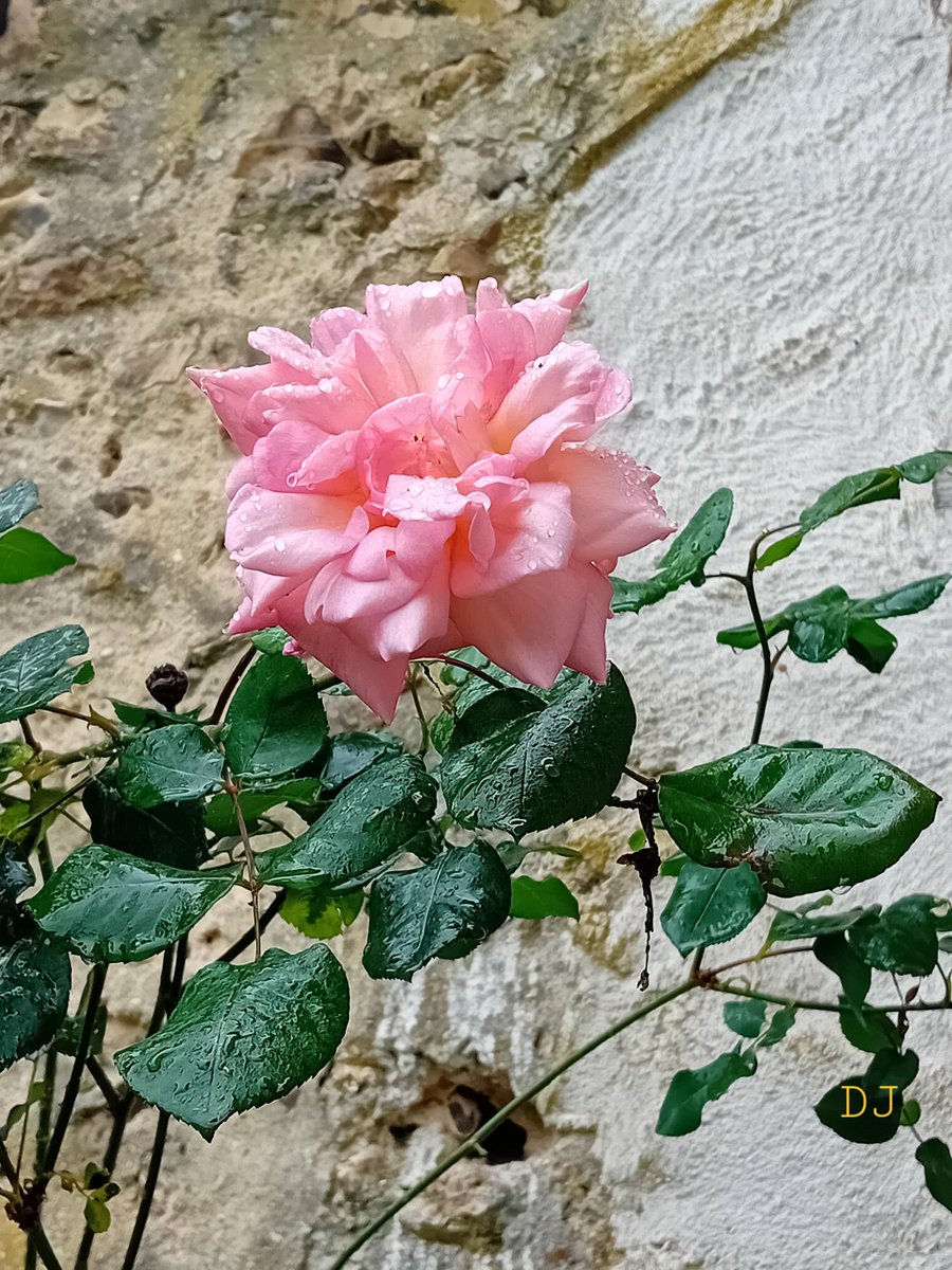 Elle s'est épanouie sous la pluie.. Happy #RoseWednesday 🩷🍃