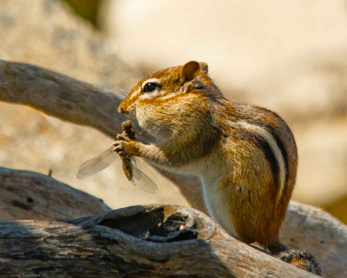 Nutrition comes in all Forms, always thought chipmunks were seeds and nuts type of rodents, this one breaks the image.  Karaoke to Alvin and the Chipmunks?  Taken at Lake Huron #chipmunk #NaturePhotograhpy #NatureIsAmazing #NatureLover #ThamesCentrePhotographer #Ontario