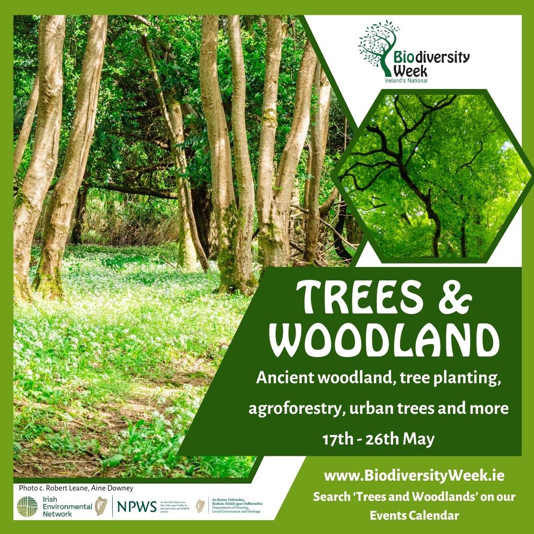 Discover ancient woodlands, new forests & urban copses. Visit orchards, hedgerows, hear the woodland dawn chorus & much more for #BiodiversityWeek2024! Choose 'Trees and Woodlands' in the category dropdown on our events calendar to see all woodland events: biodiversityweek.ie/events-calenda…