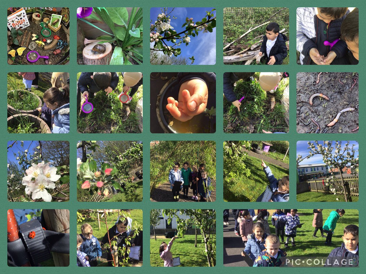 Summer Term - Our Reception children have loved planting seeds and plants this term. We love exploring our Forest school area, especially when we go on a Minibeast Hunt 🐞🐛🐜🪲🍃🌱🌷🌻🌼  #bfet #wearebrightfutures #Spring #eyfs #montessori #reception #earlyyears #minibeasts