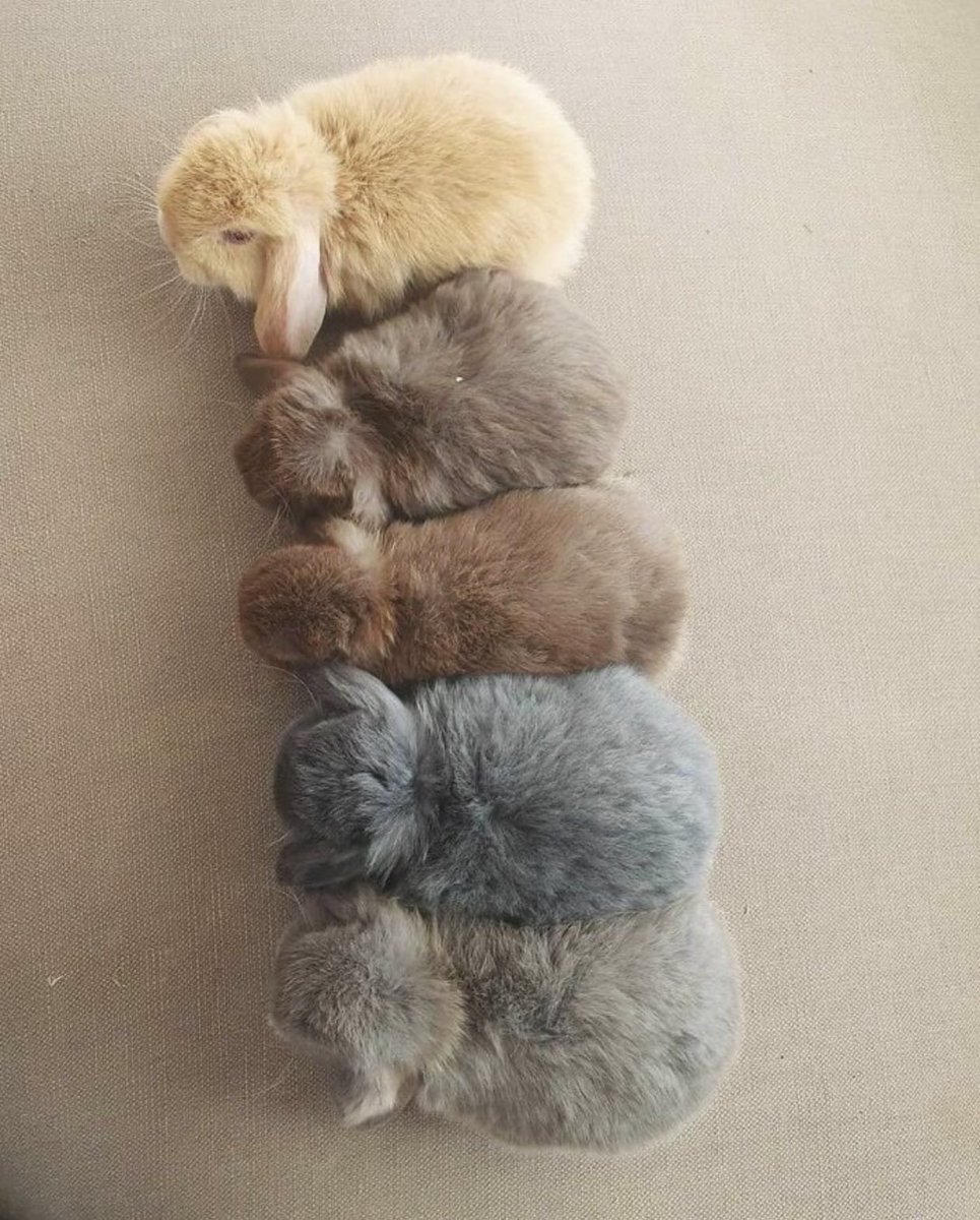 横一列に並んだ 5色のウサギ