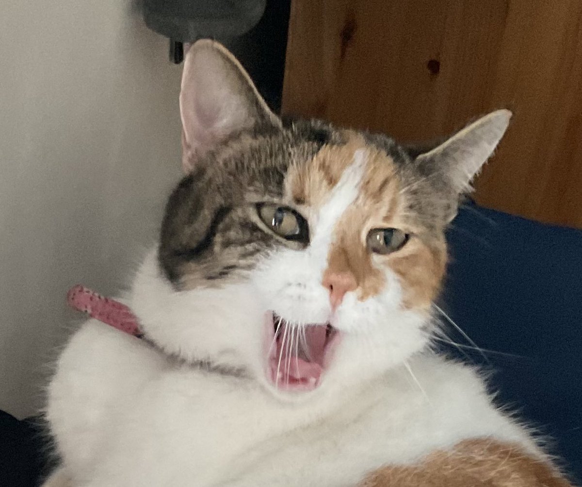 I iz shouting happy #WhiskersWednesday to yoos all & sending luv. Wishing for an end to all der suffering for anipals & hooms♥️ Hugs for Angel Olly & Al @AlanSla90124663 & whiskery kisses for my Tigger @KelliDa80763885 #CatsofTwitter #CalicoCrew #KindnessMatters