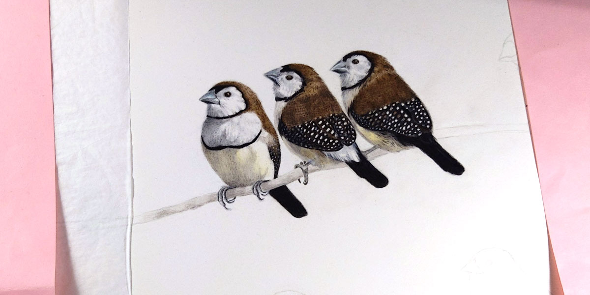 I'm over halfway now and picking up speed! Here's three fluffed up Double-barred Finches for your Wednesday night 😀 #birdart #drawing #birds #illustration