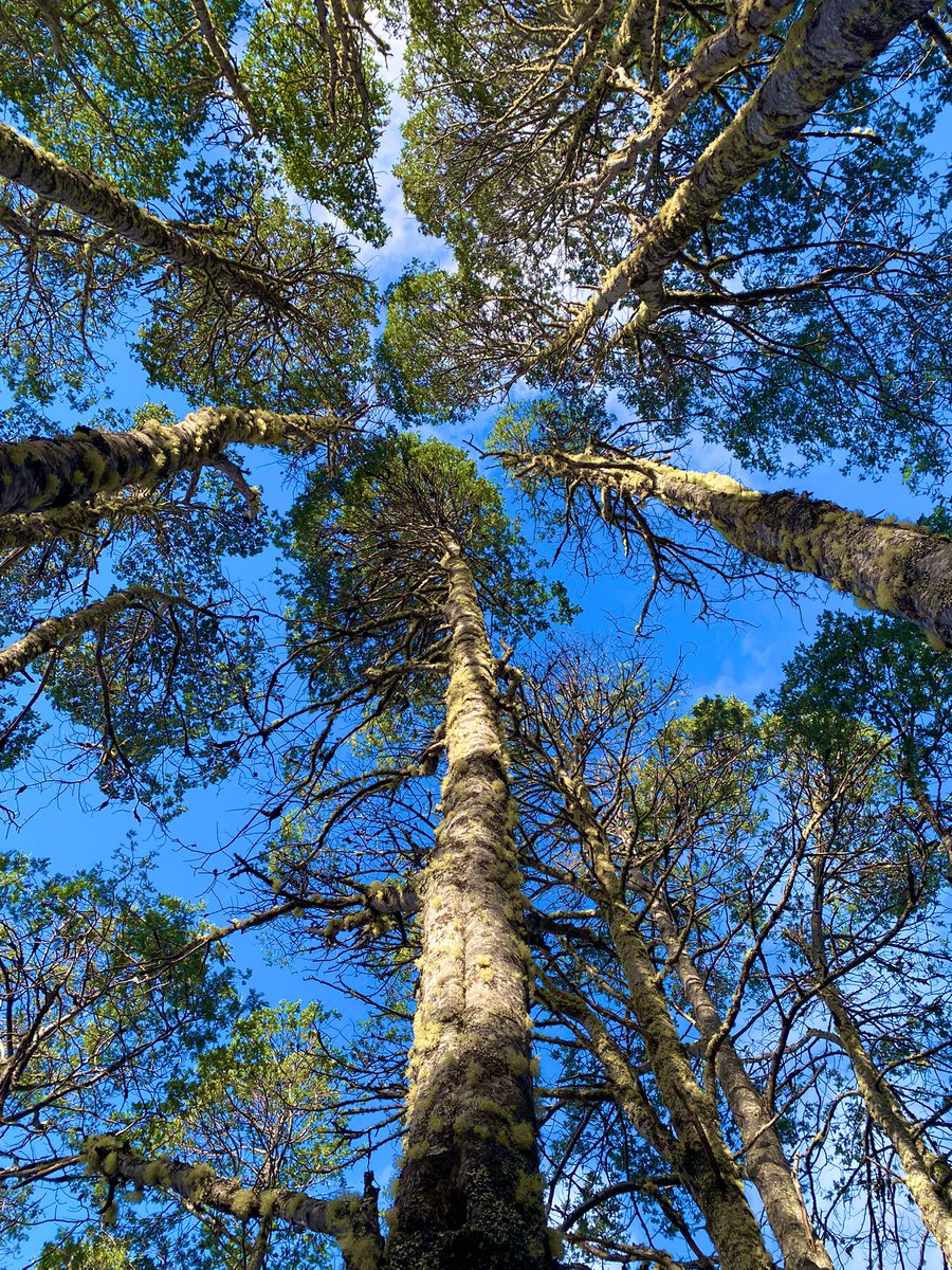 Looking up to those who look down upon us. High altitude Acacia,dealbata (Silver Wattle) 750m ASL Their trunks woolly with lichen. #tasmania