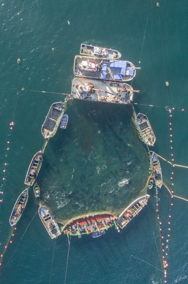 ¿Una ruta en barco a las almadrabas de Barbate y Conil para conocer este arte de pesca milenario? ¡A bordo de Marine Atlantes es posible vivir esta experiencia única! 😀 Más información: diariodecadiz.es/cadizfornia/ba… Vía @diariocadiz Foto: Almadraba de @Barbate_Turismo @PetacaChico