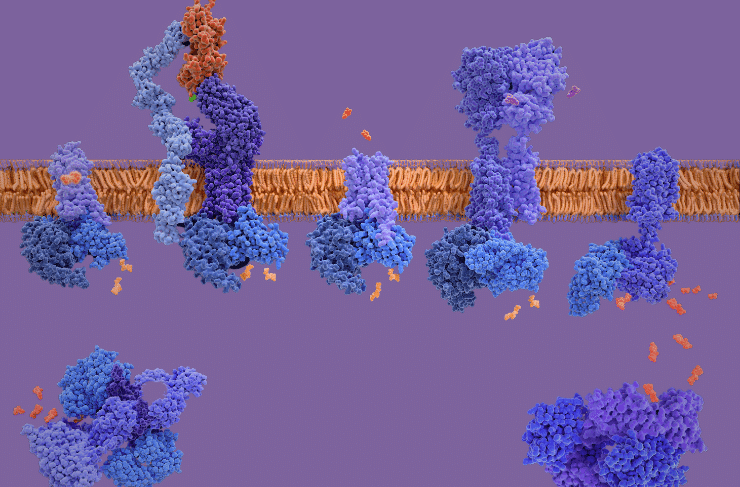 Illuminate cell signaling of G-Protein Coupled-Receptors & quantify their activity with @INDIGOBio all-inclusive cell-based #luciferase #GPCR reporter assays 🔗 stratech.co.uk/our-partners/i… #drugdiscovery #biotech #biopharma #drugdevelopment #cell #microbiology