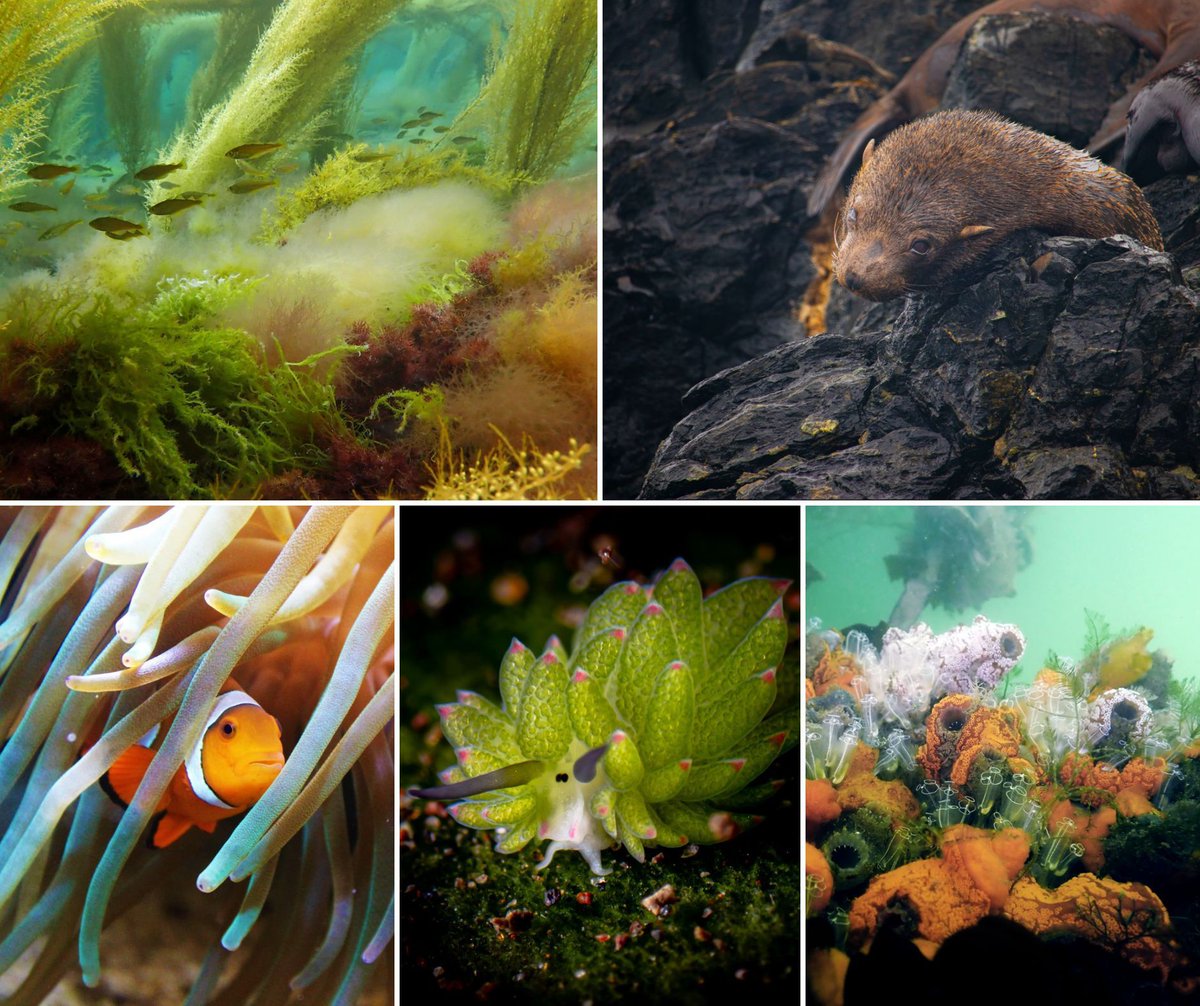 Did you know we run a monthly photography competition? 📸 🐠 Each month we invite you to capture marine life, ecosystems, & conservation efforts that inspire change & deepen our connection with the ocean. Explore our competition gallery ➡️ buff.ly/3WFb89u