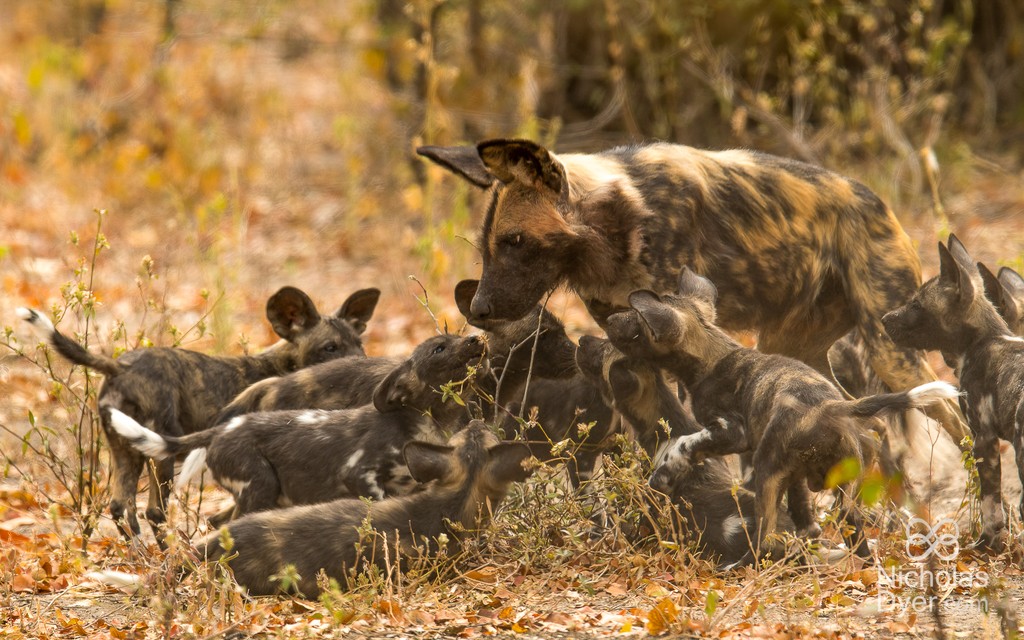 Painted Wolf Wednesday

While the pack is hunting, a babysitter stays with the pups at the den. Whilst still lactating, this tends to be the alpha female, but is often an aunt or uncle.

paintedwolf.org/get-involved/p…