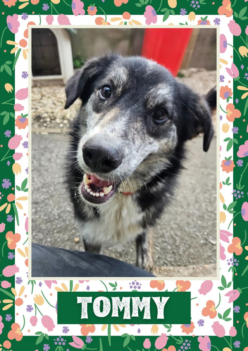 Tommy would like you to retweet him so the people who are searching for their perfect match might just find him 💚🙏 oakwooddogrescue.co.uk/meetthedogs.ht… #teamzay #dogsoftwitter #rescue #rehomehour #adoptdontshop #k9hour #rescuedog #adoptable #dog