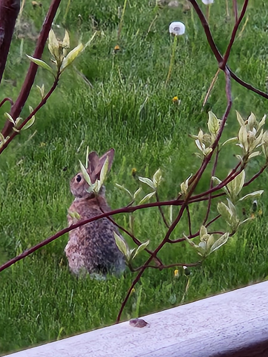 oldfarmgirlkah's tweet photo. Mr Cottontail n I shared a few moments enjoying the impending sunrise just now #WorklessWednesday
Work n play safe everyone π€
Make someone smile or laugh today, yourself included π₯° https://t.co/u7JiEh16Gq