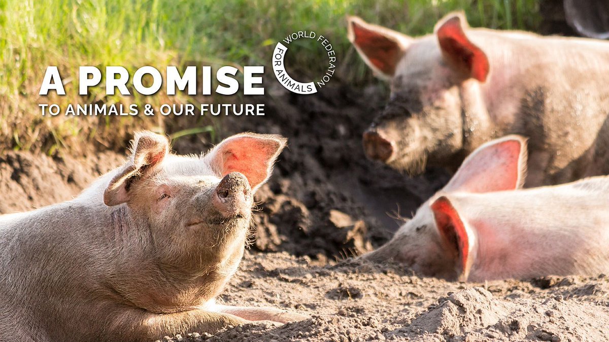 🌍🐾A Promise to Animals & Our Future' is our commitment to a sustainable world. Together w/ 60+ NGOs globally, we're tackling the climate, biodiversity & pollution crises head-on, caring for all living beings: wfa.org/promise/ #Animals4SDGs @WrldFed4Animals