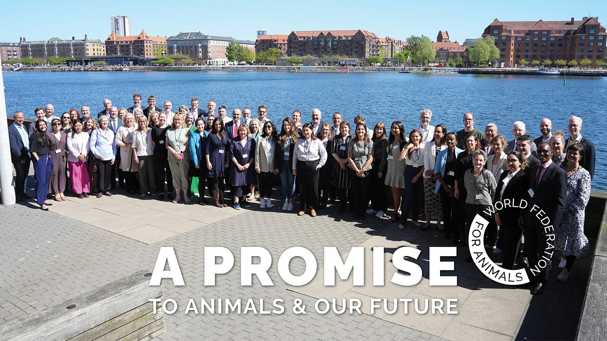 🌍🐾 Big news! 61 organisations worldwide commit to integrating #AnimalWelfare in the global sustainable development agenda. Join our journey to create a world where the welfare of all living beings is our measure of progress. #Animals4SDGs wfa.org/promise/