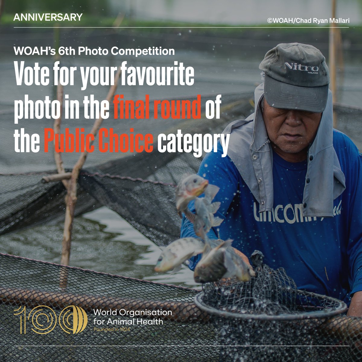 You're the judge for the final category of the Public Choice category of our 100th anniversary special photo competition. Cast your vote here: woah.org/en/photo-compe… #WOAH100