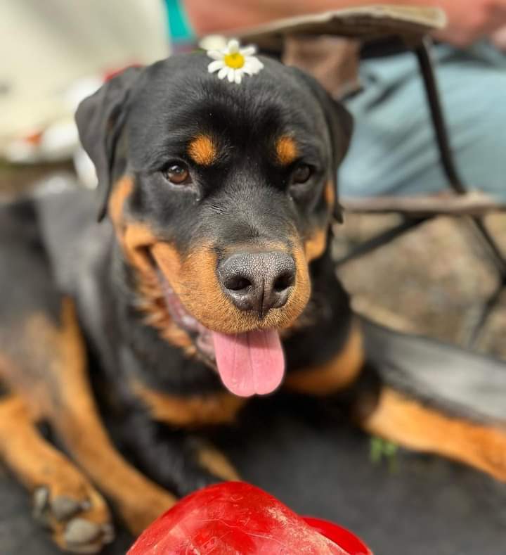 Is she Cute ???
Drop a picture of your rottweiler ..  

#rottweiler #rottweilerdog #doglover #dogsoftwitter #tweet #cutedog #doglover