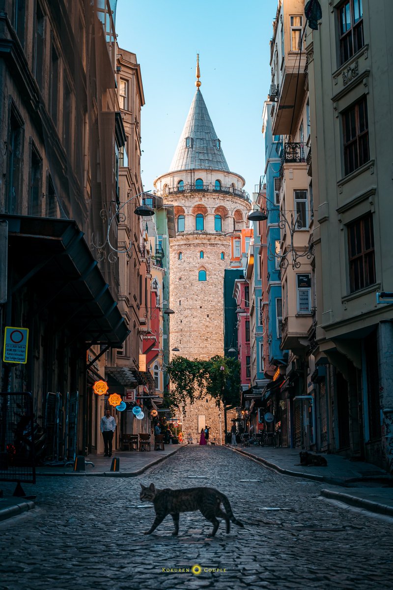 猫の街イスタンブールで見かけた物語のようなワンシーン。