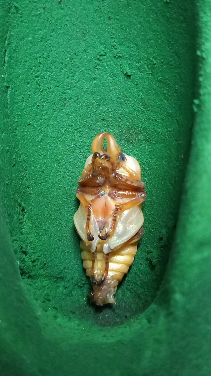 昨年から羽化まで来たのたった2匹。
ニジイロむずい