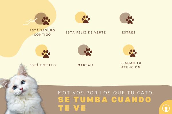 Por qué mi gato se tumba cuando me ve soyungato.com/por-que-mi-gat… #razasdegatos