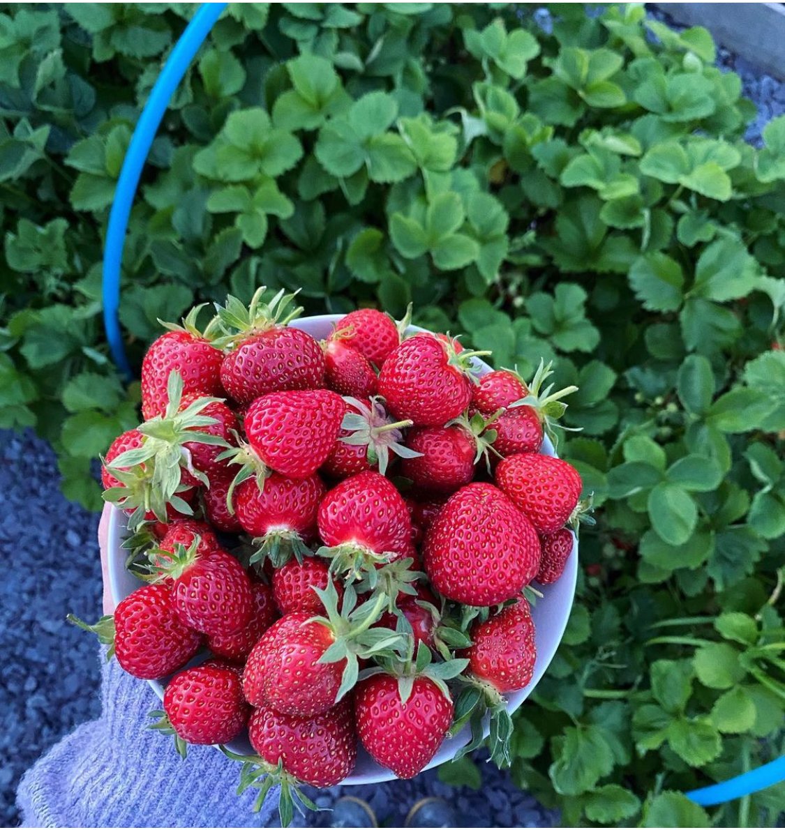 📸 PHOTO OF THE DAY - Strawberry haul from KG follower Suz!

#kitchengarden #growing #growyourown #gardening #plot #allotment #growyourownfood #allotmentsuk #homegrown #garden #gardenlove #gardeninspiration