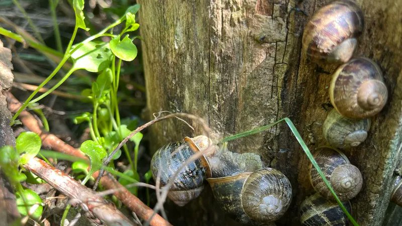 Votre jardin est encore envahi par les gastéropodes ? Voici des méthodes douces ou moins douces pour repousser l'envahisseur. france3-regions.francetvinfo.fr/grand-est/mose… #jardin #jardinage #limace #escargot #nature