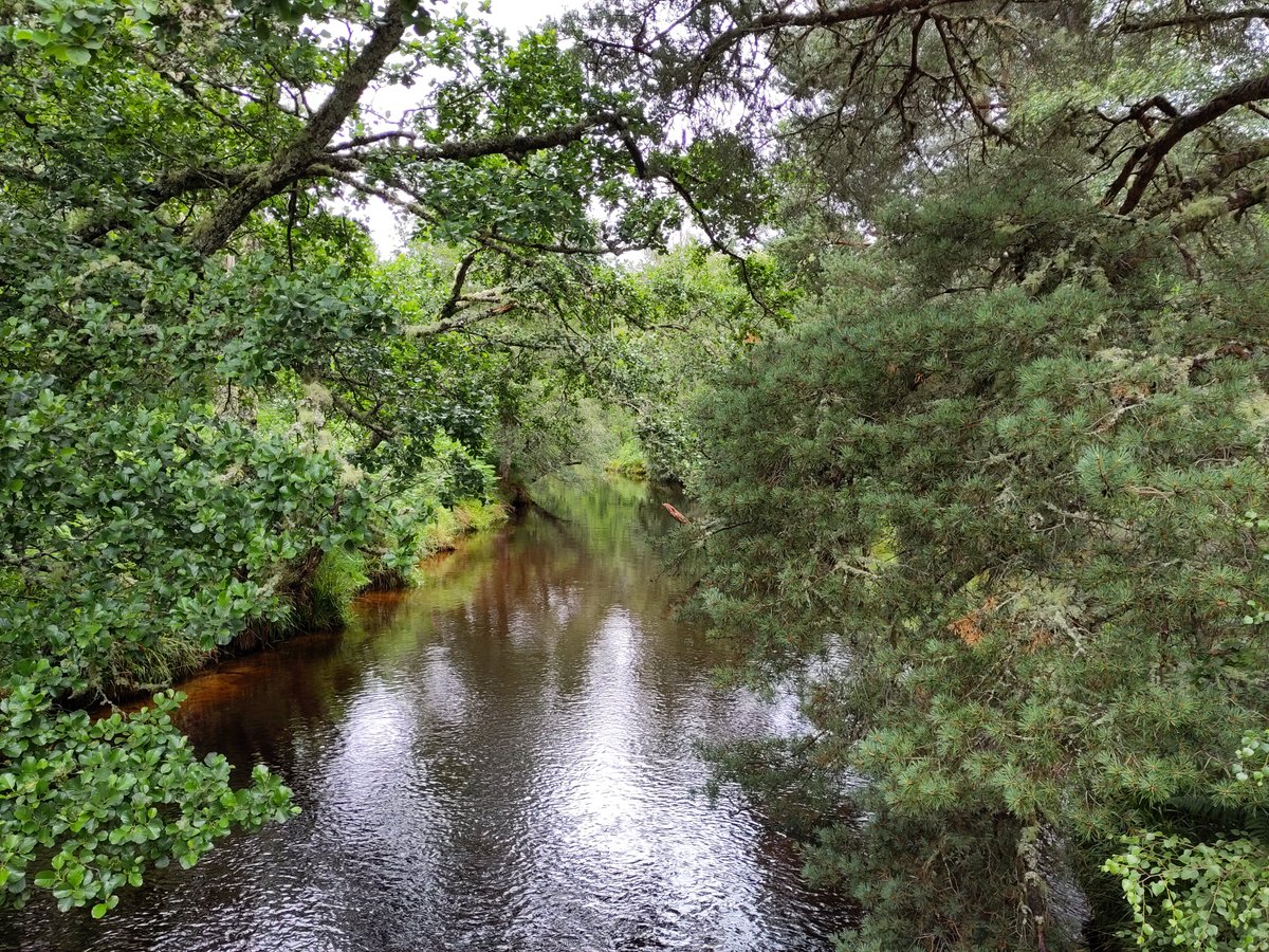 Interested in rivers and woodlands? There is still time to contribute to @CREW_waters project survey on river woodlands to investigate evidence gaps to improve river woodland management. The survey is open until 22/05: tinyurl.com/yc44rvha Led by @JamesHuttonInst @aberdeenuni