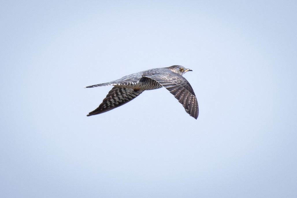 On Sunday I travelled to @RSPBFrampton with @RSPBEngland Sheffield local group. We had an absolutely fantastic day out, especially great as the first bird I photographed was this cuckoo in flight straight after breakfast in their lovely cafe! Big thanks to staff and volunteers 🐦