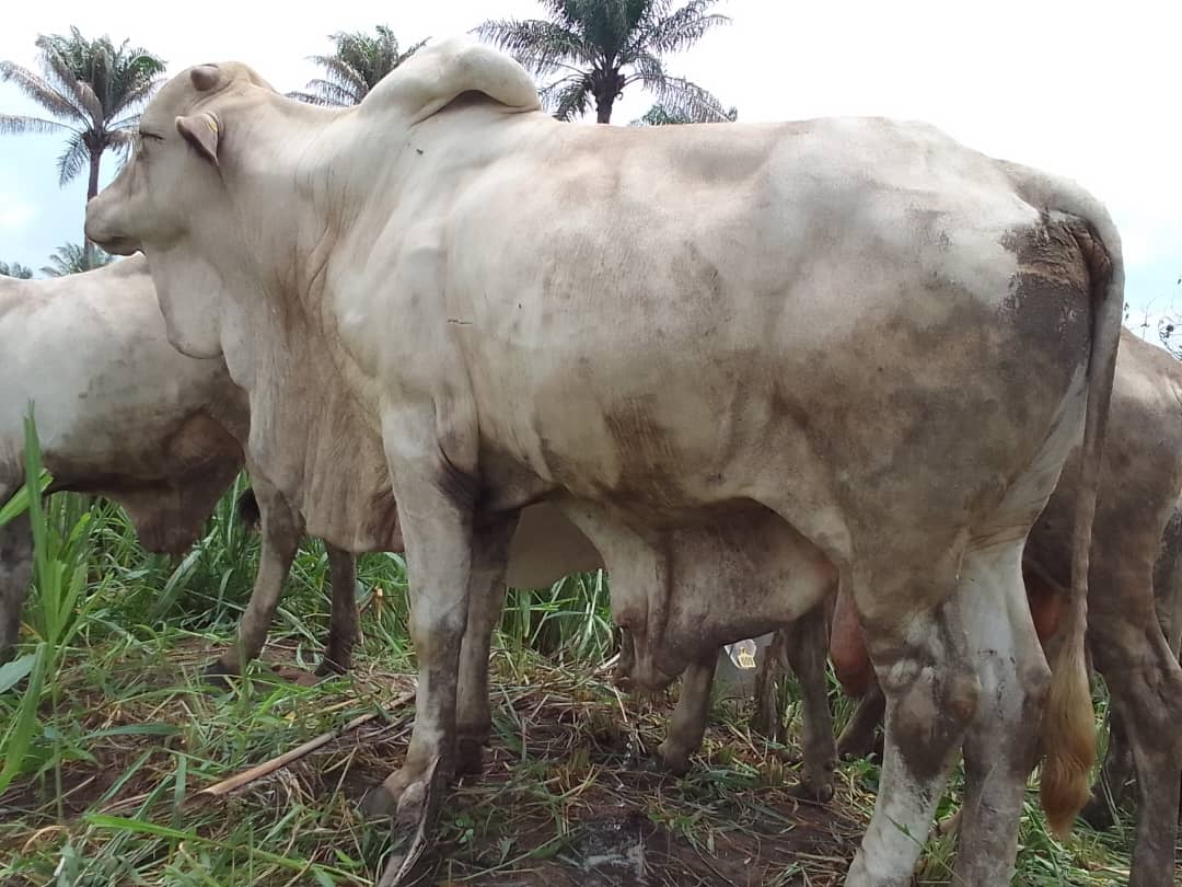 FoodlockerAfrica tweet media