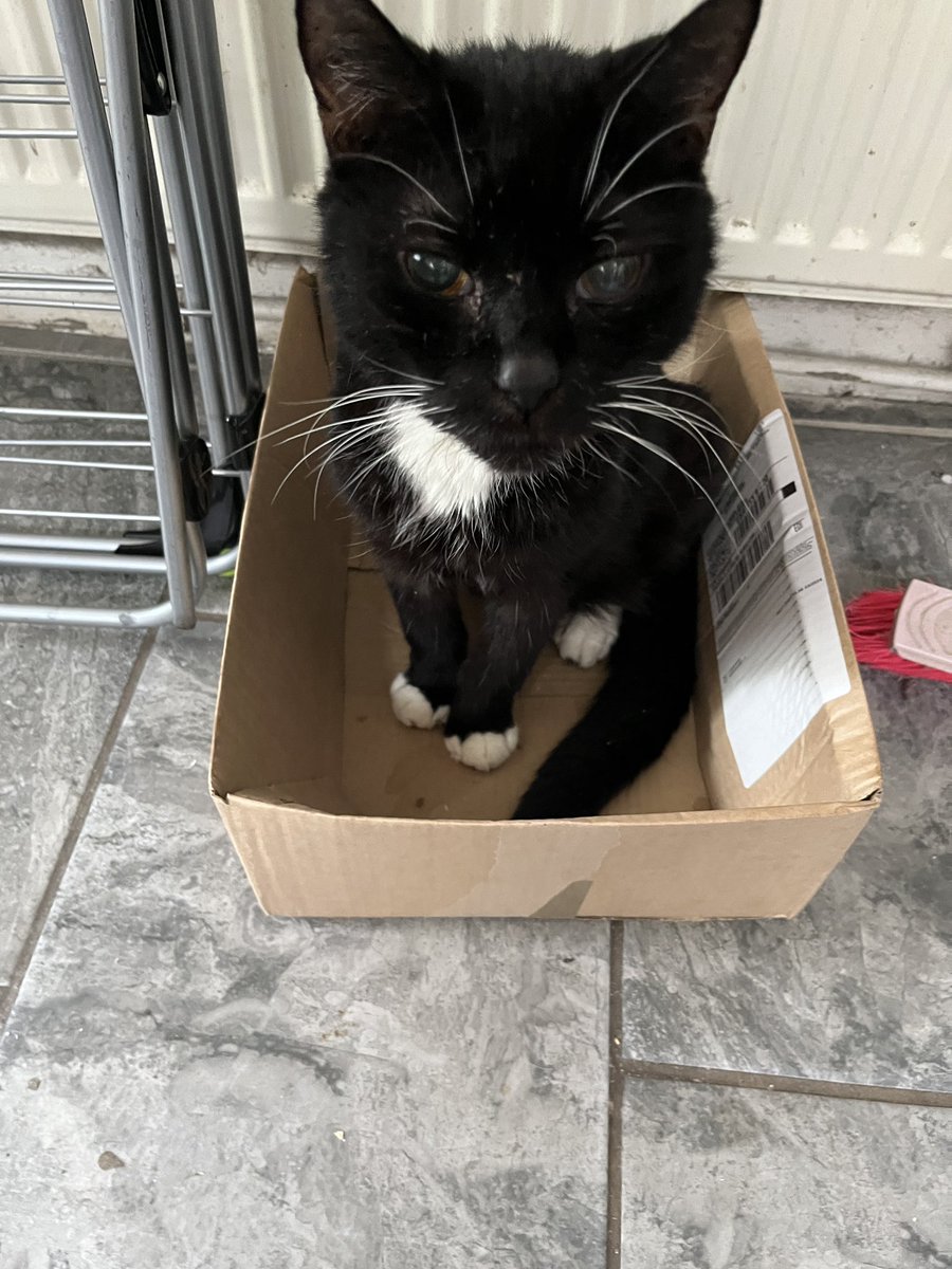 My old cat loves a box. 
Does your pet have a fun place to hide, sit, lay or play? 
#Cat #Cats #CatintheBox