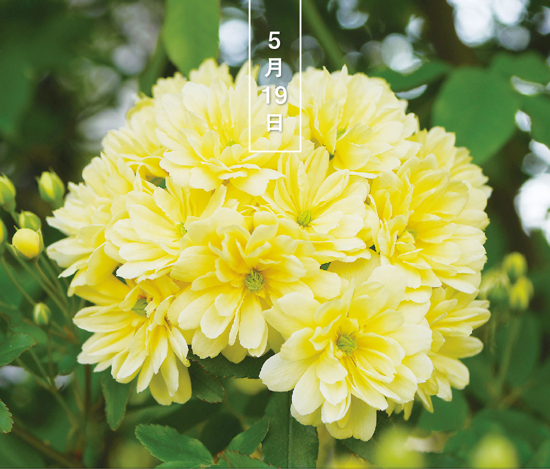 今日の誕生花は「もっこうばら」。
花言葉は「あなたにふさわしい」です。

つる性のバラで、トゲがありません。4～5月、白または淡黄色の小さい花をたくさんつけます。一重咲と八重咲があり、黄花の一重や白花には芳香があります。

543life.com
季節を感じられる読み物をお届けします。