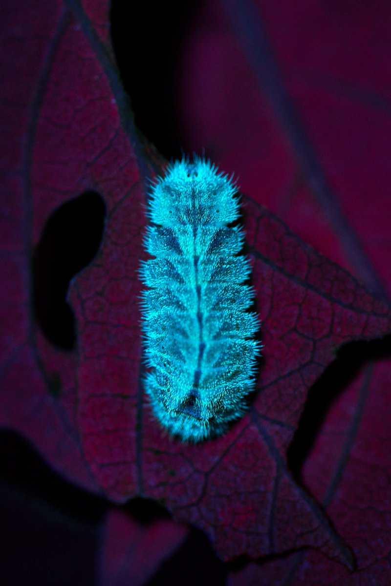 Max Anderson tweet media