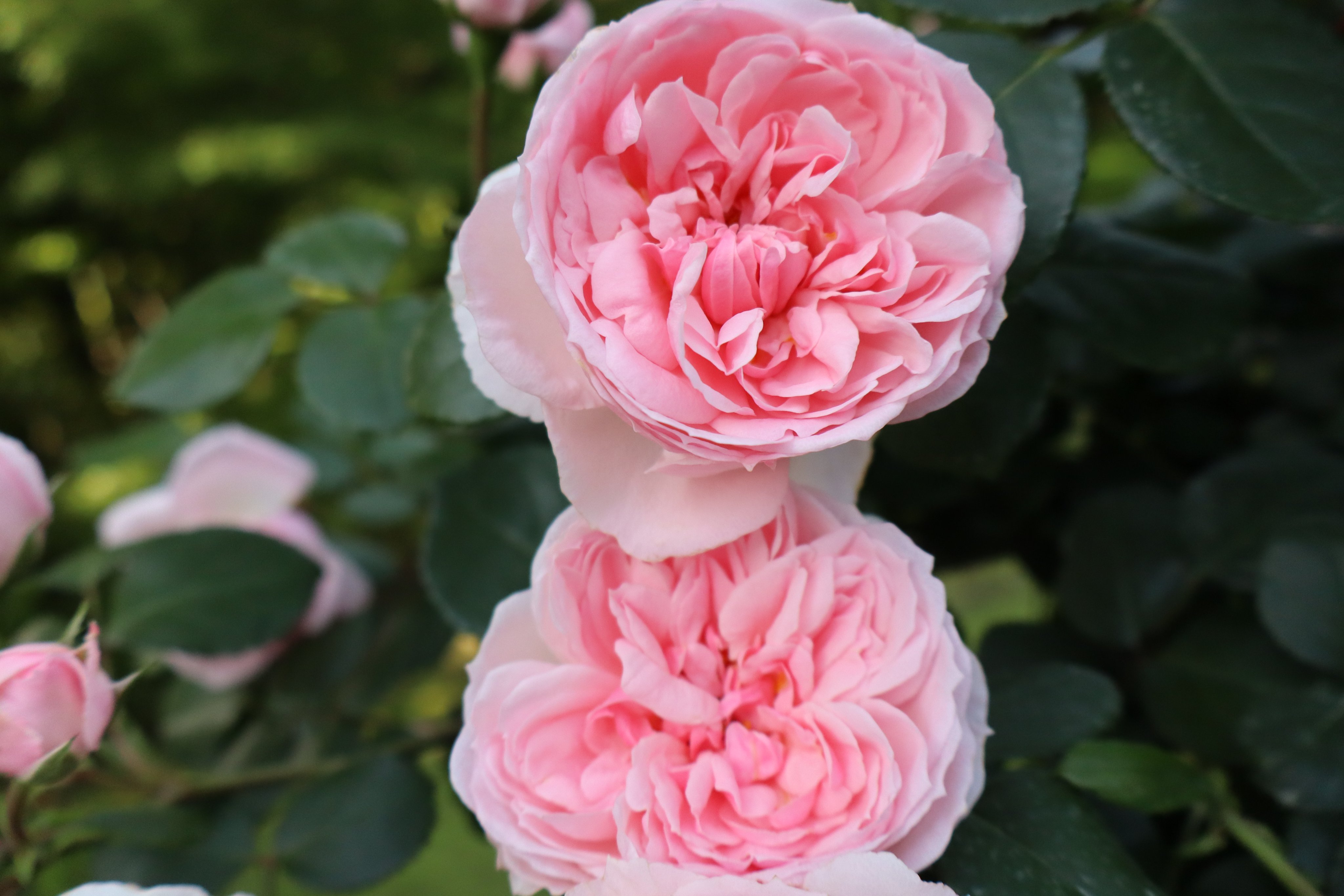 mio様向けー300 油絵/花/薔薇/バラ/旧古河庭園場/F4号 旧古河