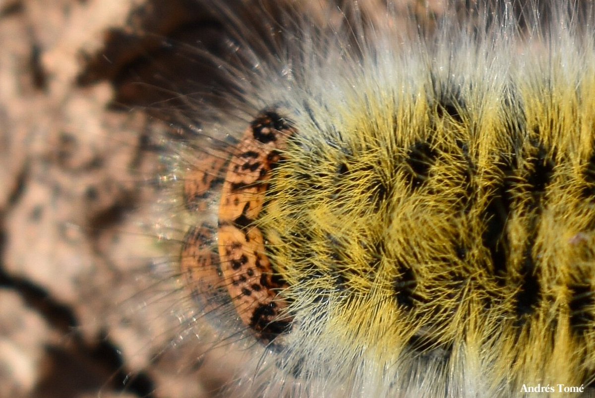 Paseando por el campo hace unos días me encontré a esta vistosa y colorida 🐛. Podría ser una Lasiocampa Trifolii. @RozasL1 @FranYoku @BioJairo @Biologus_agri @DrBioblogo @ApuntesCiencia @Pajarines1 @EntomoDaily @isajarafuel @fercfossati @pablopv_1972 @Sacalacamara1 @POchruros